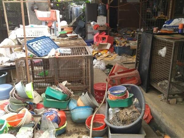 Pemilik Meninggal Dunia, 14 Anjing Mati Kelaparan di Gunung Sindur