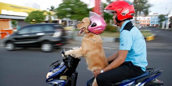 Sidney Anjing dari Manado yang Jago Kemudikan Motor