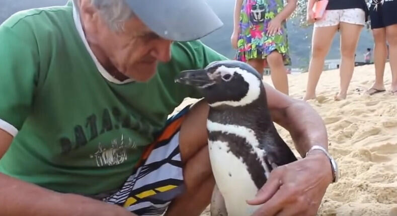 Penguin ini Rela Berenang 5000 KM Demi Bertemu Dengan Penyelamatnya 