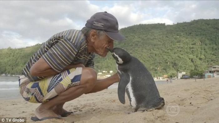 Penguin ini Rela Berenang 5000 KM Demi Bertemu Dengan Penyelamatnya 