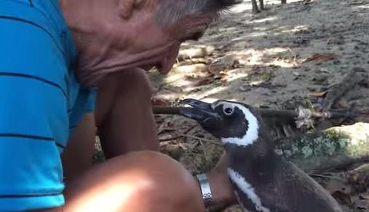 Penguin ini Rela Berenang 5000 KM Demi Bertemu Dengan Penyelamatnya 