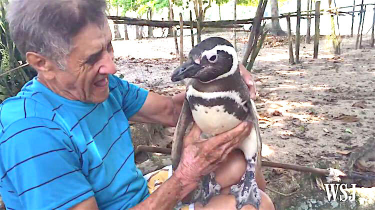Penguin ini Rela Berenang 5000 KM Demi Bertemu Dengan Penyelamatnya 