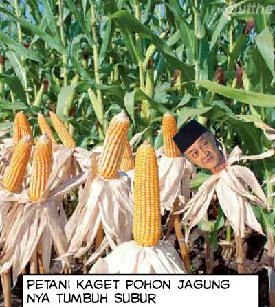 Para petani ini kaget ladang jagungnya tumbuh subur.