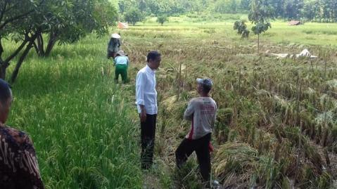 Ditengah Perjalanan, Jokowi Turun Mobil Lalu turun kesawah 