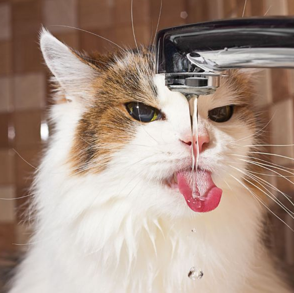 Ternyata Kucing Minum dengan Rumus Fisika