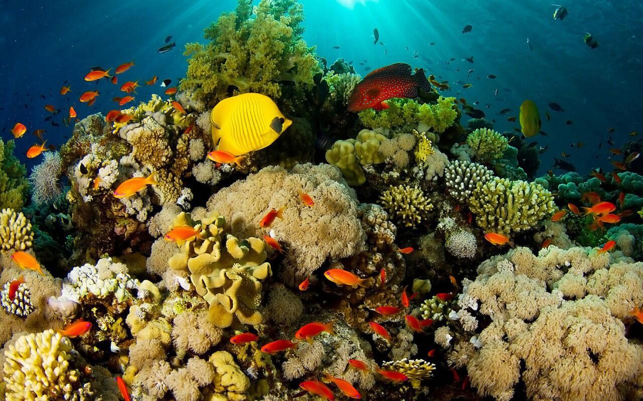 Pulau Semujur, Cocok Bagi Pecinta Ketenangan