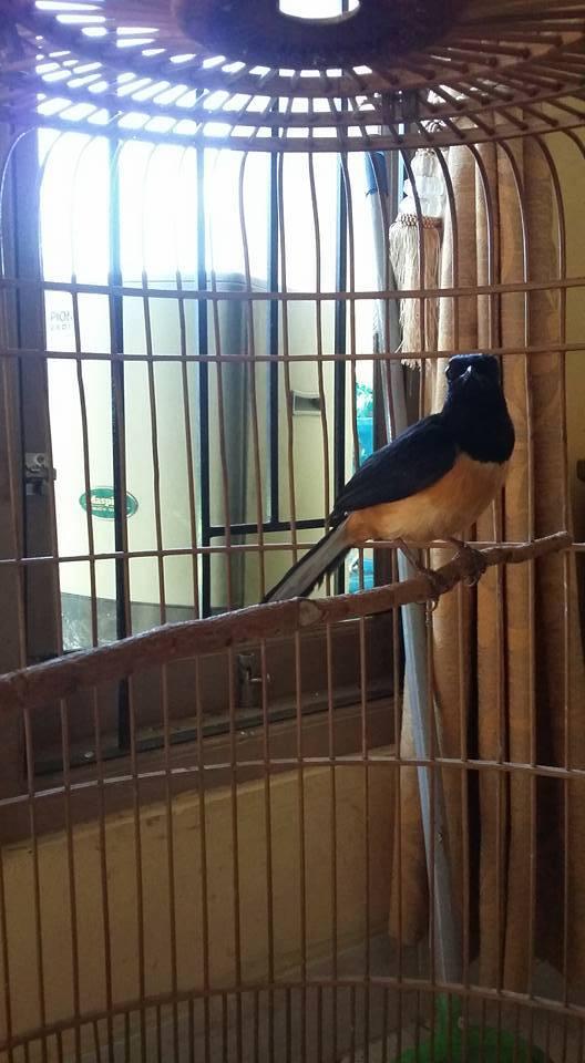 Yang Tanya Masuk Sini Semua Burung Page 20 Kaskus