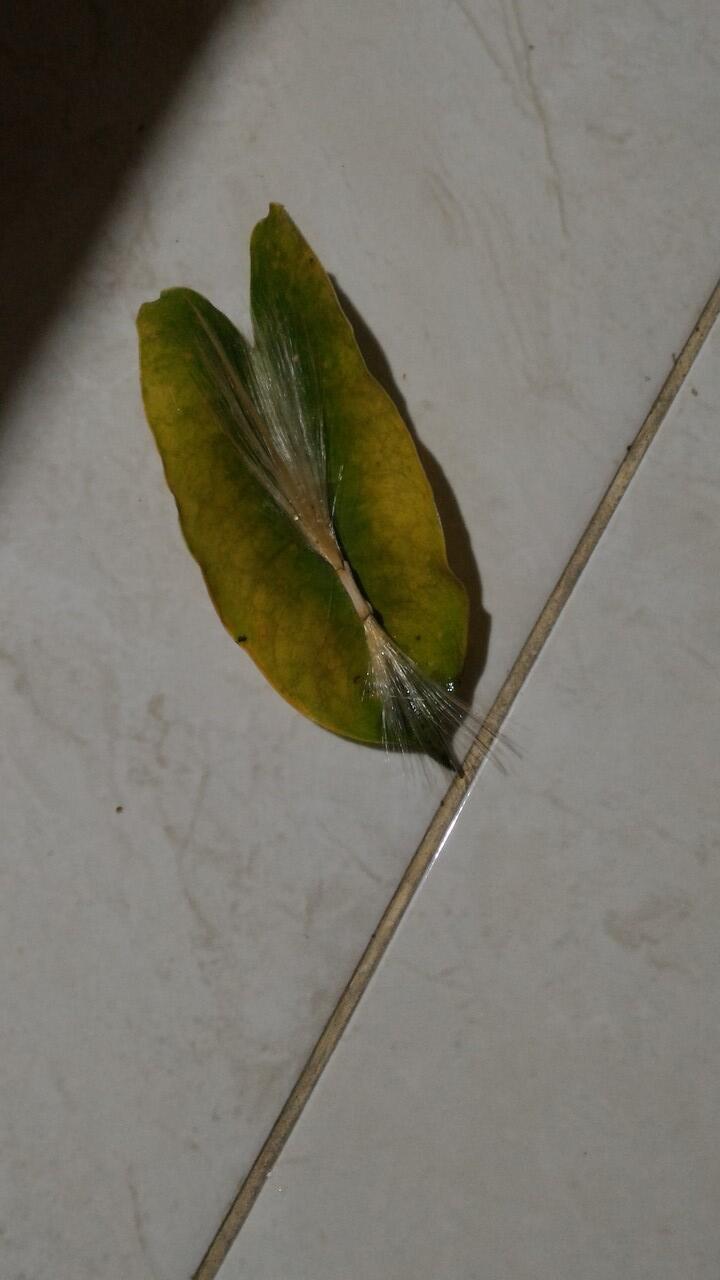 Ada yang tau ini mahluk atau benda apaan gan??