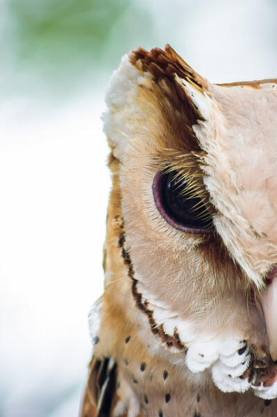 Mengenal Lebih Dekat Tentang Oriented Bay Owl