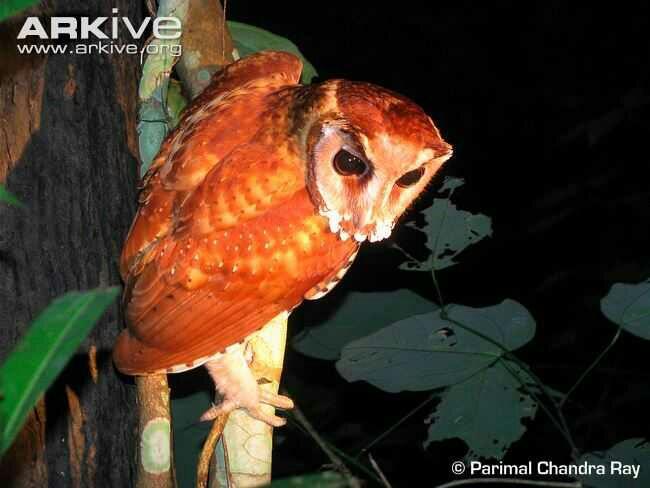 Mengenal Lebih Dekat Tentang Oriented Bay Owl