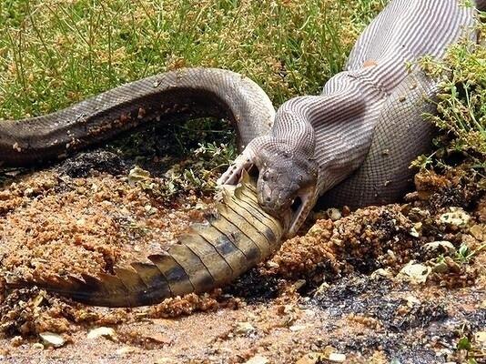 9 Alasan Untuk Tidak Mengunjungi Australia