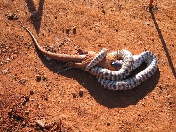 9 Alasan Untuk Tidak Mengunjungi Australia