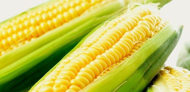 15 Manfaat Jagung Muda