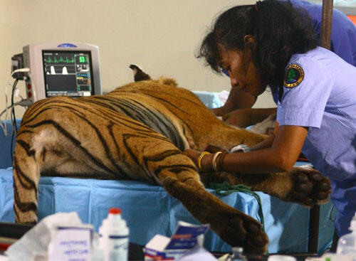 Sang Penyelamat Harimau Sumatera