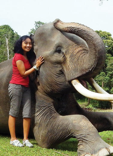 Sang Penyelamat Harimau Sumatera