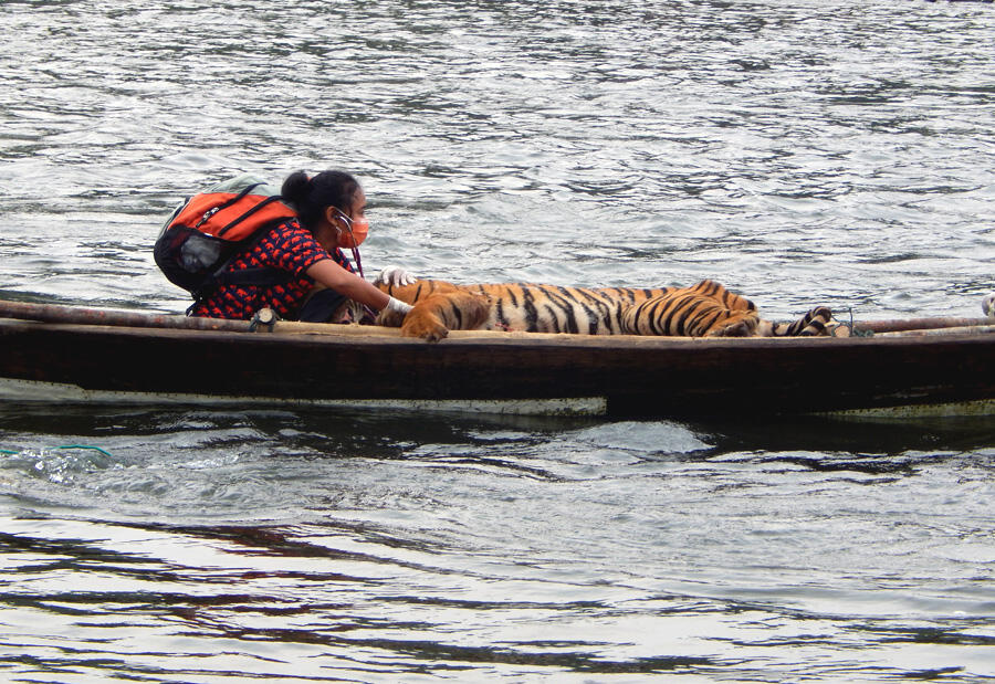 Sang Penyelamat Harimau Sumatera