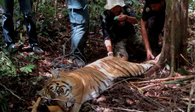 Sang Penyelamat Harimau Sumatera