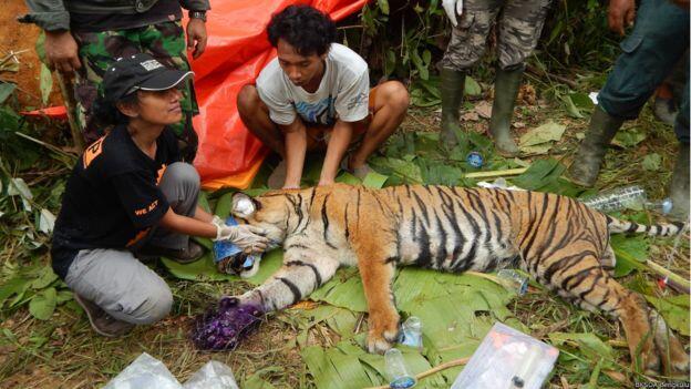 Sang Penyelamat Harimau Sumatera