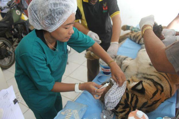 Sang Penyelamat Harimau Sumatera