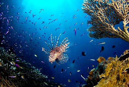 Yuk, liburan ke Gorontalo dan Menyelam di Taman Olele