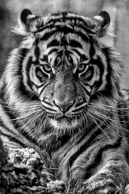 DI KEJAR MACAN, TERPEROSOK KE DALAM SUMUR