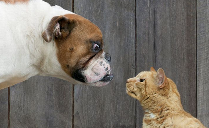 Gigitan Kucing atau Anjing. Mana Lebih Bahaya?