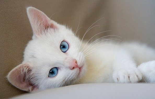 Gigitan Kucing atau Anjing. Mana Lebih Bahaya?