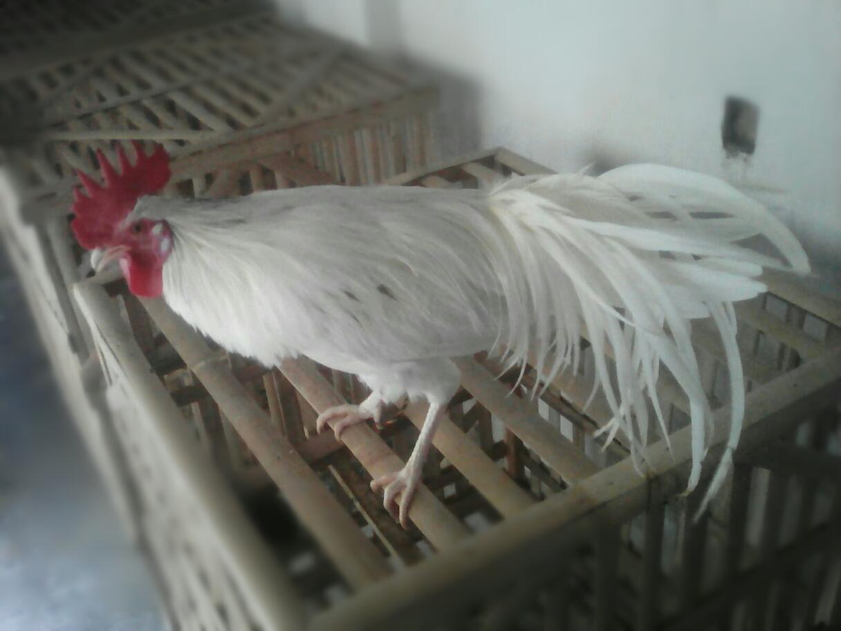 10 Ayam Hias Unik yang Mungkin Anda Belum Ketahui