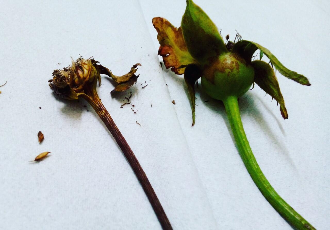 Bibit Mawar / Rose seeds (ASLI)