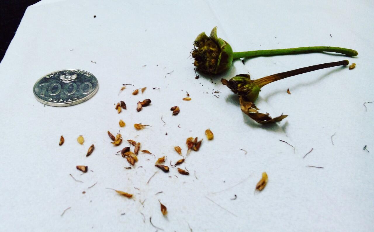 Bibit Mawar / Rose seeds (ASLI)