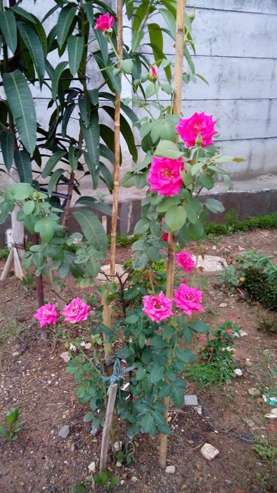 Bibit Mawar / Rose seeds (ASLI)