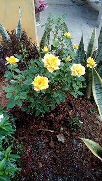 Bibit Mawar / Rose seeds (ASLI)