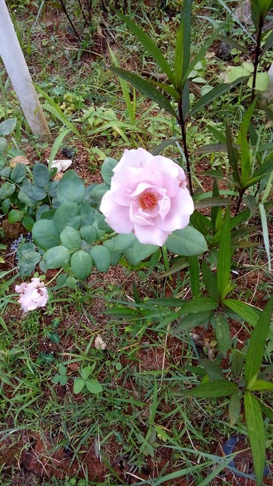 Bibit Mawar / Rose seeds (ASLI)