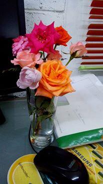 Bibit Mawar / Rose seeds (ASLI)