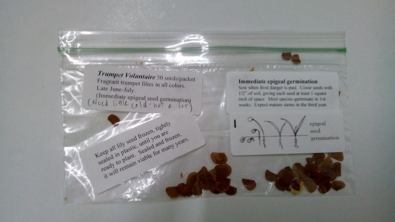 Benih bunga Lily / Lily Seeds (ASLI)
