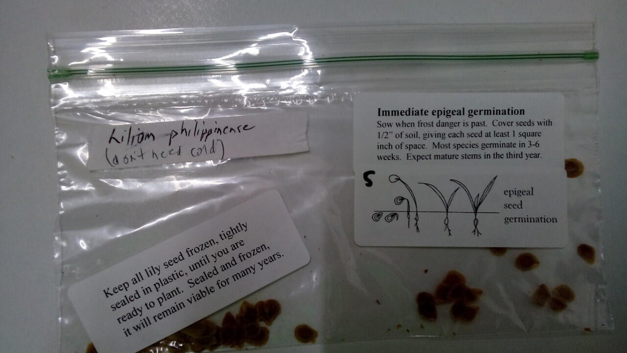 Benih bunga Lily / Lily Seeds (ASLI)