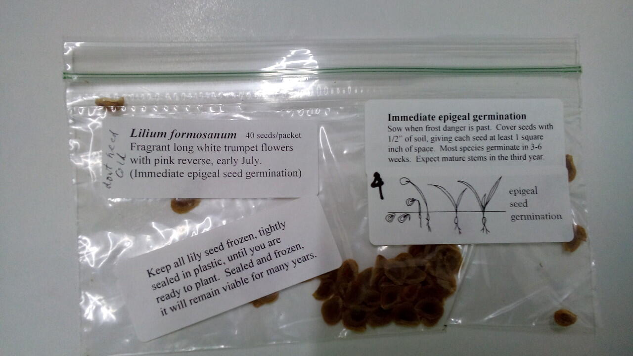 Benih bunga Lily / Lily Seeds (ASLI)