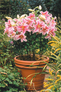 Benih bunga Lily / Lily Seeds (ASLI)