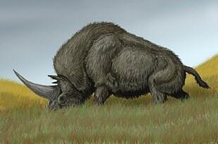 Penemuan Fossil Yang Menunjukan Indikasi Bahwa Unicorn Mungkin Bukan Mitos!