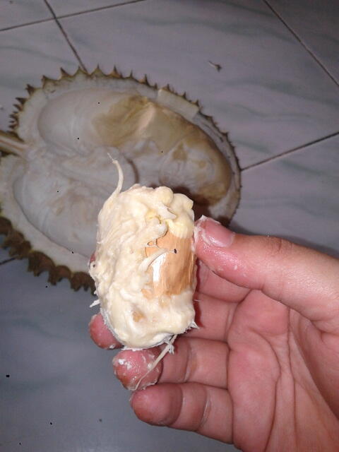 Jalan jalan ke Doro Pekalongan, tempat Durian enak
