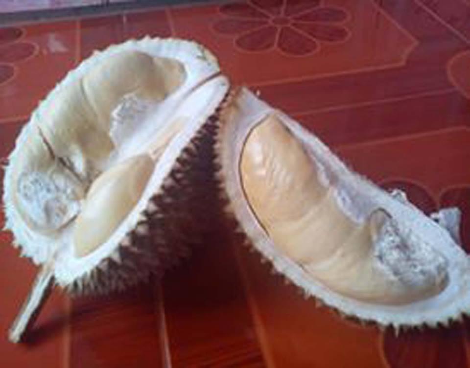 Jalan jalan ke Doro Pekalongan, tempat Durian enak