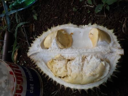 Jalan jalan ke Doro Pekalongan, tempat Durian enak
