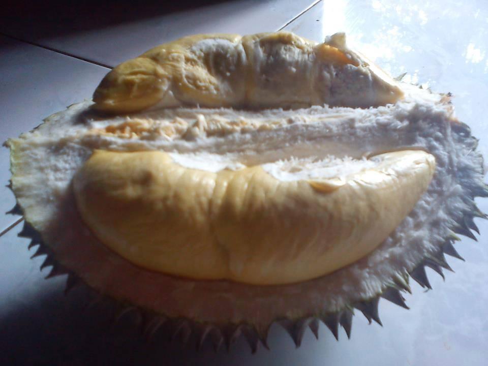 Jalan jalan ke Doro Pekalongan, tempat Durian enak