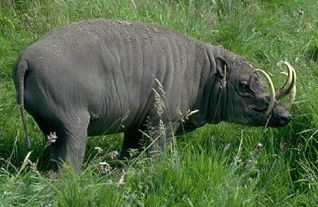 &quot;Babirusa&quot; Hewan Endemik Indonesia Yg Terancam Punah