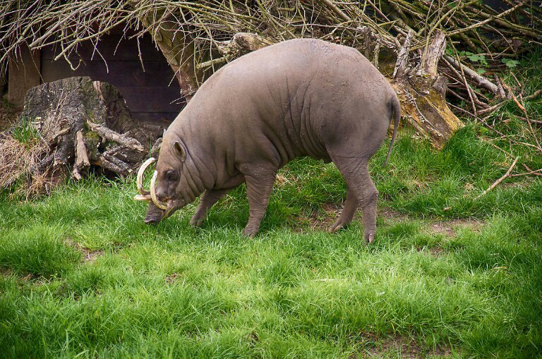 &quot;Babirusa&quot; Hewan Endemik Indonesia Yg Terancam Punah