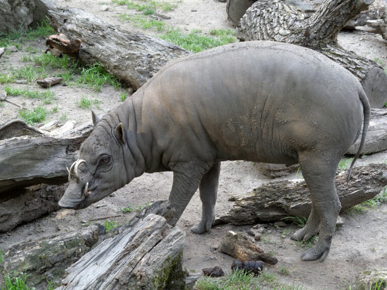 &quot;Babirusa&quot; Hewan Endemik Indonesia Yg Terancam Punah