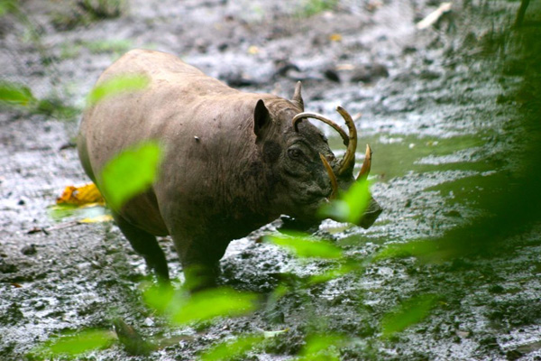 hewan langka di pulau kalimantan yang terancam punah Babirusa Hewan Endemik Indonesia Yg Terancam Punah 