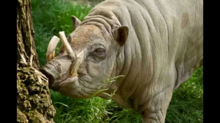 &quot;Babirusa&quot; Hewan Endemik Indonesia Yg Terancam Punah