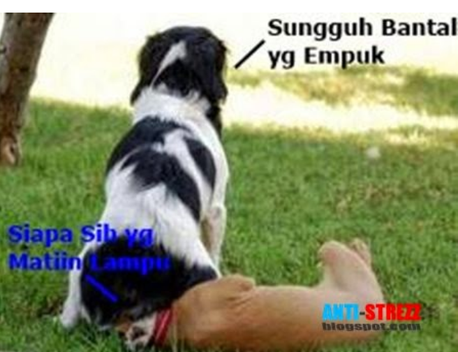Meme Binatang bisa ngomong, Bikin Ngakak!