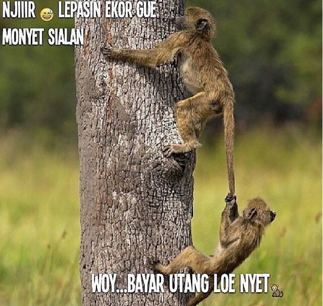 Meme Binatang bisa ngomong, Bikin Ngakak!